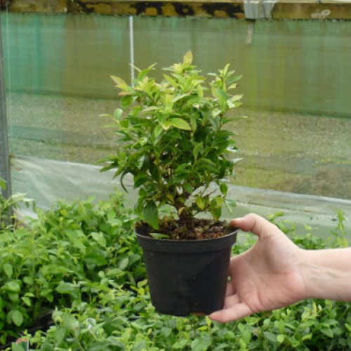Pot Grown Blueberry Bush Top Hat Plant | ScotPlants Direct